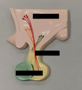 <p>Label the structures in this image from top to bottom.</p>