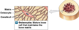 <p>Osteocytes</p>