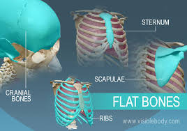 <ul><li><p>thin, often curved</p></li><li><p>form the roof of the skull, sternum, ribs, and scapulae</p></li><li><p>provide protection from underlying soft tissues + surface for attachment</p></li><li><p>they are made of spongy bone (diploe) covered by compact bone</p></li></ul><p></p>