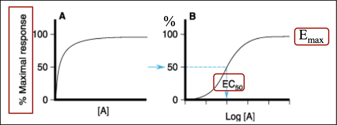 <p>How much drug is needed to produce a given effect. Measured by EC<sub>50</sub> (drug concentration that gives 50% of the maximum effect), where a lower EC<sub>50</sub> = higher potency = curve further to the left. </p>