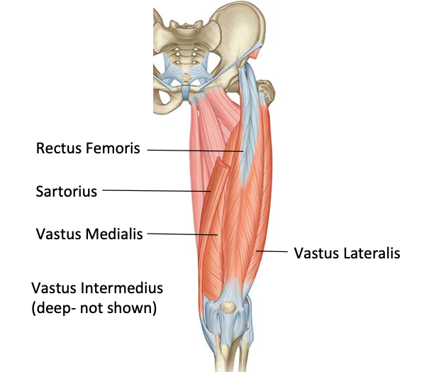 <p>Sartorius, quadriceps femoris (rectus femoris, vastus lateralis, vastus medialis, vastus interdmedius). Psoas major and iliacus</p>