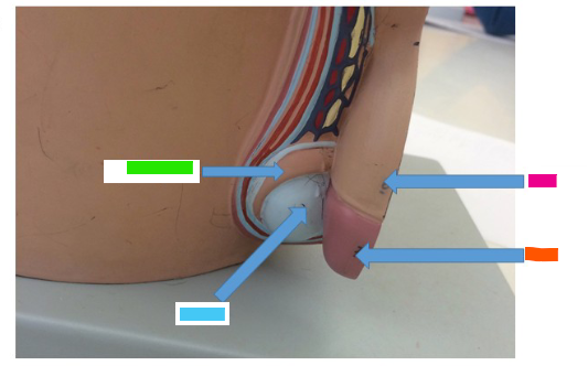 <p>What is the blue arrow?</p>