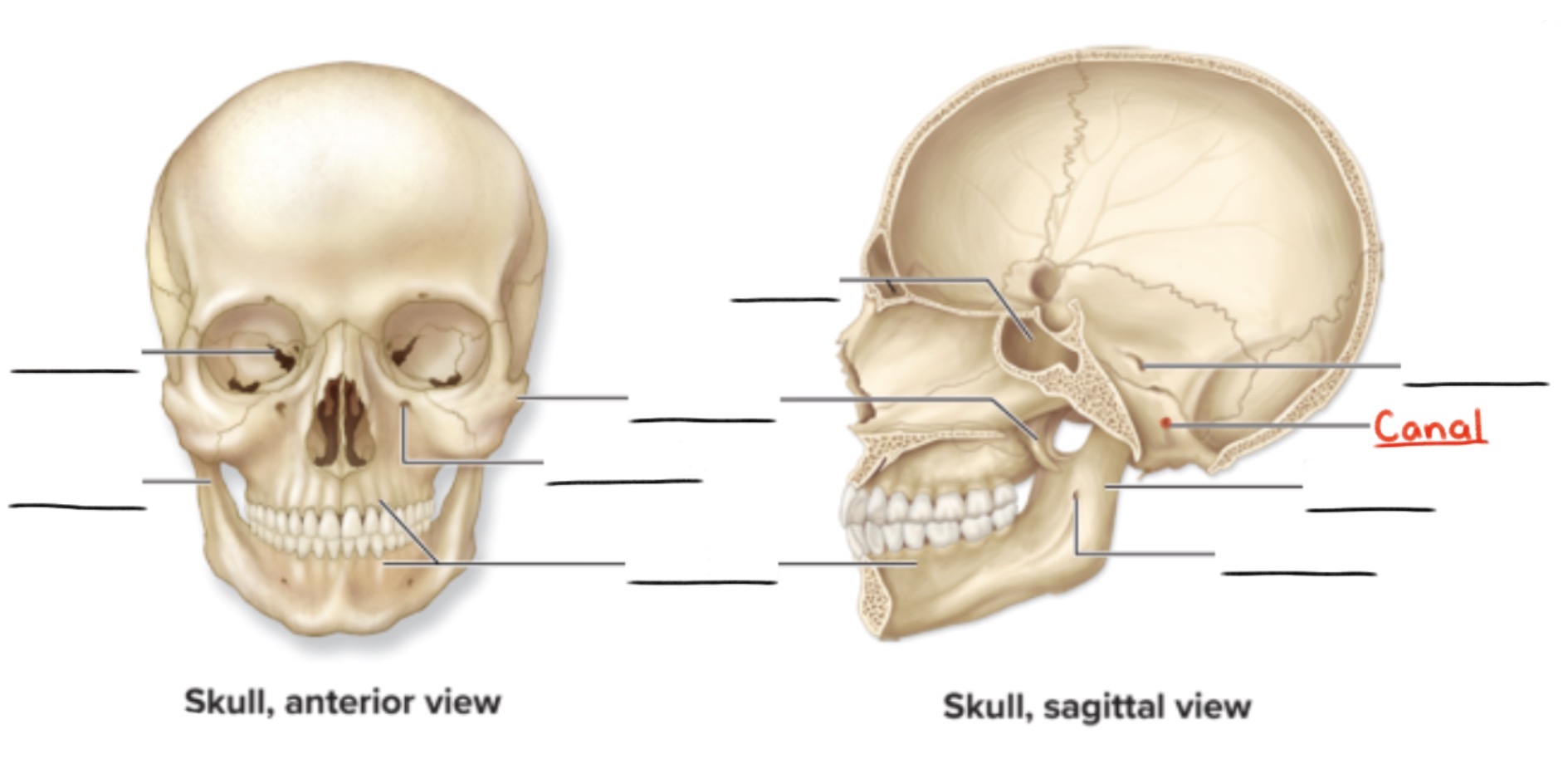<p><strong>Canal</strong></p><p>Passageway through a bone</p><p>(Openings and spaces)</p>