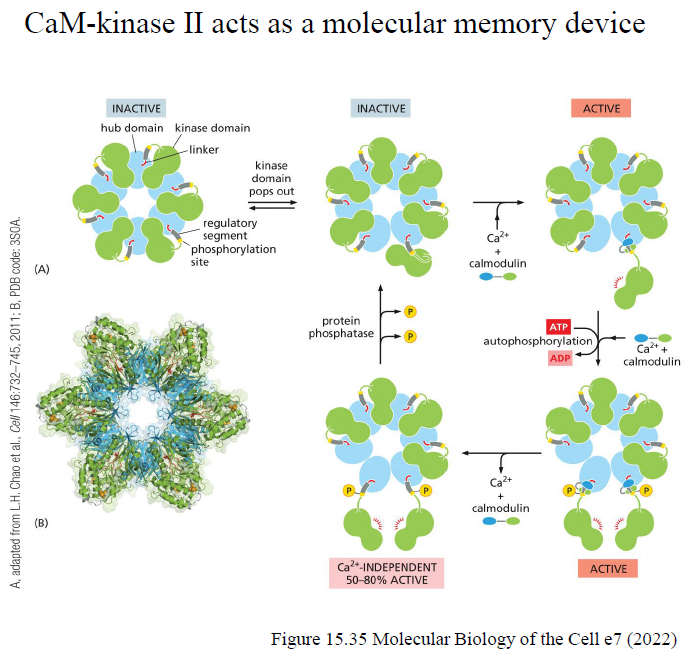 <p>Ca²⁺/calmodulin aktiverer CaM-kinase II.</p><p>Kinase kan derefter autophosphorylere sig selv og forblive delvist aktiv selv efter Ca²⁺-niveauet falder.</p><p>Dette giver en form for cellulær “hukommelse”.</p>