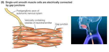 <p>• Muscle cells are connected (electrically coupled) by gap junctions </p><p>• Depolarize and contract together, functioning as a single unit </p><p>• Less direct neural control (less innervation from ANS) </p><p>• Can be activated by stretch </p><p>• Ex: gastrointestinal tract, small blood vessels</p>