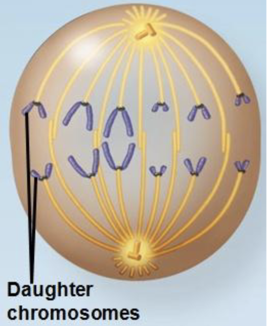 <ol start="4"><li><p><strong>Anaphase: </strong>The <strong>two</strong> <strong>sister</strong> <strong>chromatids</strong> of <strong>each</strong> <strong>chromosome</strong> <strong>part</strong> and go towards the <strong>opposite</strong> <strong>ends</strong> of the <strong>cell</strong> as <strong>daughter</strong> <strong>chromosomes</strong></p></li></ol><p></p>