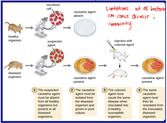 <ol><li><p>The microorganism should be found in all cases of the disease in question, and its distribution in the body should be in accordance with the lesions observed.</p></li><li><p>The microorganism should be grown in pure culture in vitro (or outside the body of the host) for several generations.</p></li><li><p>When such a pure culture is inoculated into susceptible animal species, the typical disease must result.</p></li><li><p>The microorganism must again be isolated from the lesions of such experimentally produced disease.</p></li></ol><p></p>