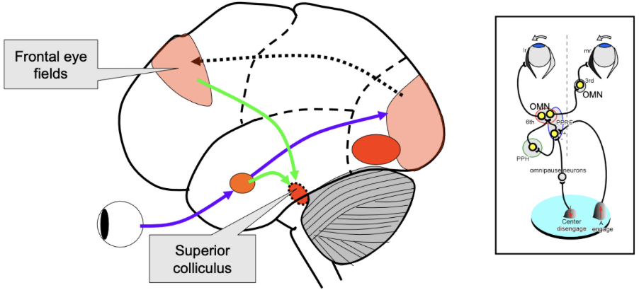 <ul><li><p>region part of the frontal cortex (slightly more towards the front of your head)</p></li><li><p>proposed to play a key role in the control of eye movement </p></li><li><p>play an important role in visual attention </p></li><li><p>receives a lot of input, but also can influence activity in the visual cortex </p></li><li><p>connected to the prefrontal cortex (involved in decision making)</p></li><li><p>also have topography- neighbouring regions represent neighbouring regions in visual space </p></li></ul><p></p>