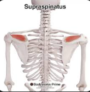 <p>Supraspinatus</p>