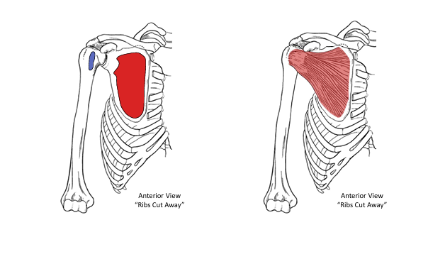 <p>Subscapularis Actions</p>