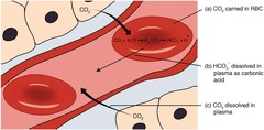 <p>7% of carbon dioxide in blood is dissolved in plasma.</p>