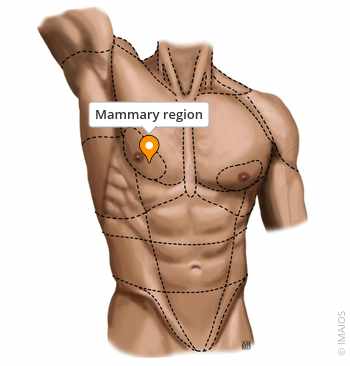 <p>the breast</p>