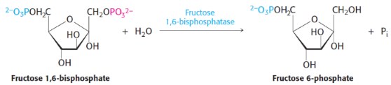 <p>9th step of gluconeogenesis</p><p>catalysed by <span style="background-color: transparent;"><strong>fructose 1,6-bisphosphatase</strong></span></p>