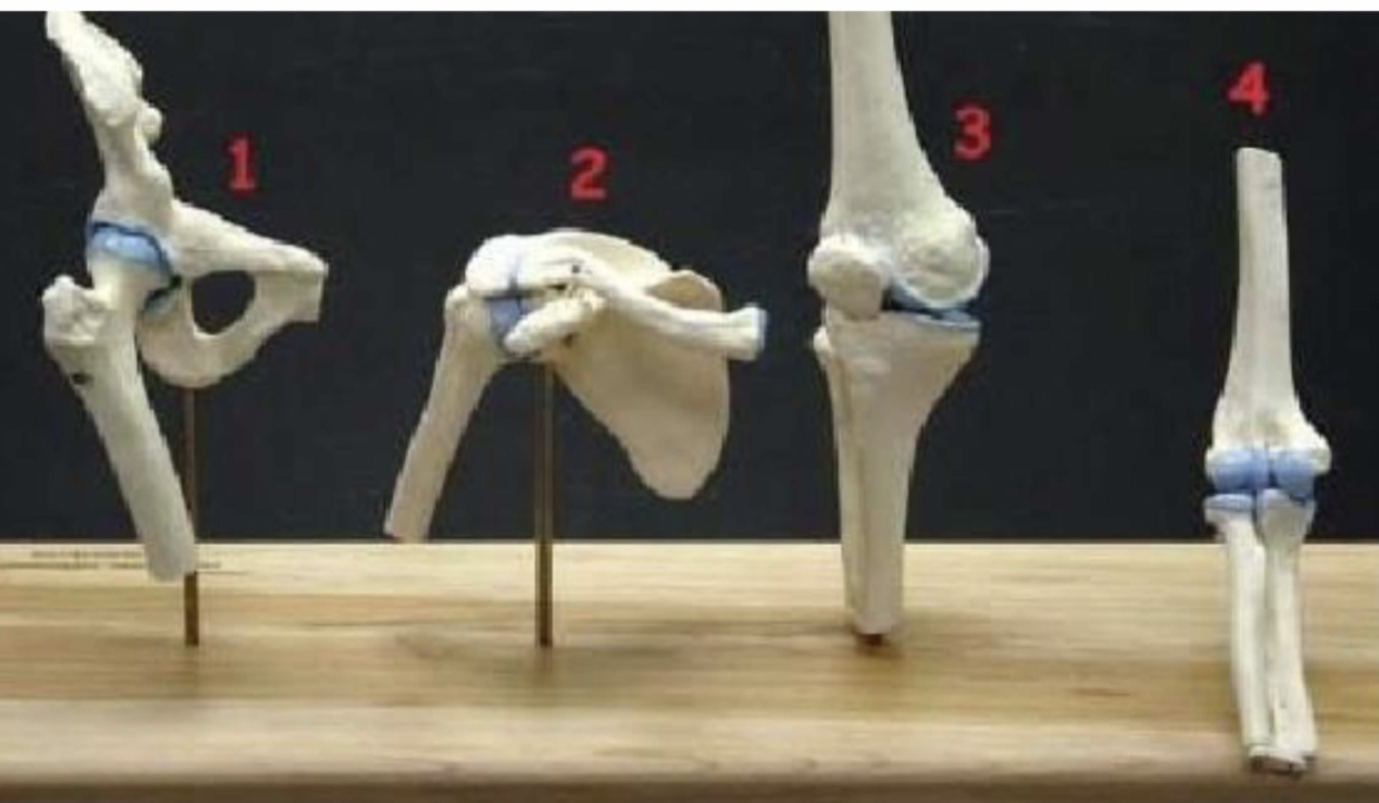 <p>label joint 4a and 4b and the bones associated</p>