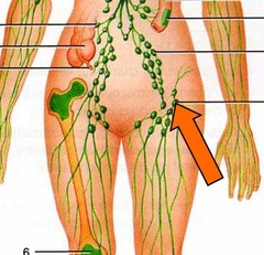 <p>interstitial fluid that enters the lymphatic vessels</p>