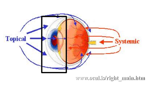 <p>ocular surface to posterior lens capsule</p><ul><li><p>corneal disease, anterior uveittis (intraocular inflammation)</p></li></ul><p></p>