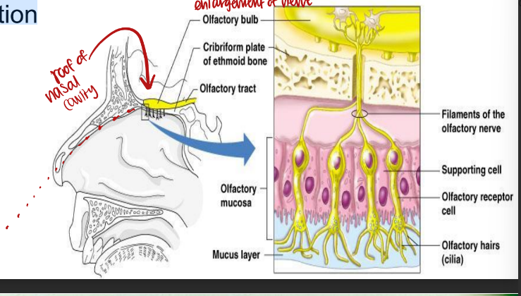 <p>Olfactory receptors are in the roof of the nasal</p><p>cavity</p><p>∙Are Neurons with long cilia (olfactory hair)</p><p>∙ Chemicals must be dissolved in mucus for</p><p>detection</p>