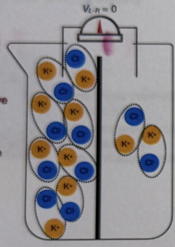 <ul><li><p>Imagine you have beaker with a solid divider (vertical) that partitions it into two departments. On the left side their is very high concentrated potassium chloride and right side there is a less concentrated solution(less potassium and chloride ions) of potassium chloride. Voltage difference between two sides is 0.</p><ul><li><p>This is bc within each side, and negative charges are equally balanced. No net charge on either side, so the difference between the sides = 0</p></li></ul></li></ul><p></p>