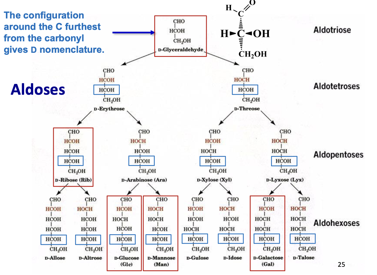 <ul><li><p>Carbohydrates with an <strong>aldehyde functional group (–CHO)</strong></p></li><li><p>Carbonyl is at the <strong>end of the molecule (C1)</strong></p></li><li><p>Named based on carbon number:</p><ul><li><p>3C → aldotriose</p></li><li><p>6C → aldohexose</p></li></ul></li><li><p>Examples: glucose, ribose</p></li></ul><p></p>