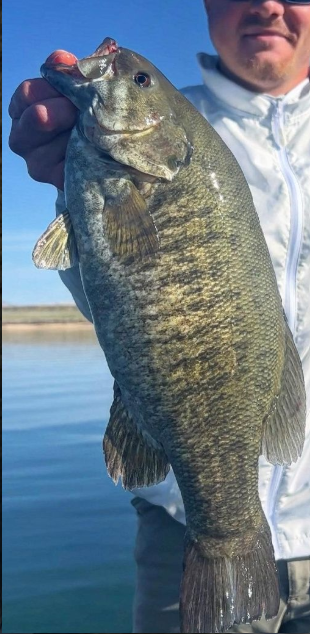 <p>Smallmouth bass</p>