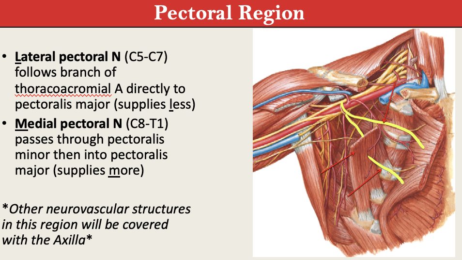 <p>Label Pec Nerve Region </p>