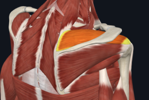 <p>What is the muscle shown in the photo?</p>