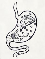 <p>The process through which<u><mark data-color="red" style="background-color: red; color: inherit;"> food is broken down into nutrients that can be absorbed</mark></u> and used by the body.</p>