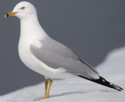 <p>Species, family, order?</p>