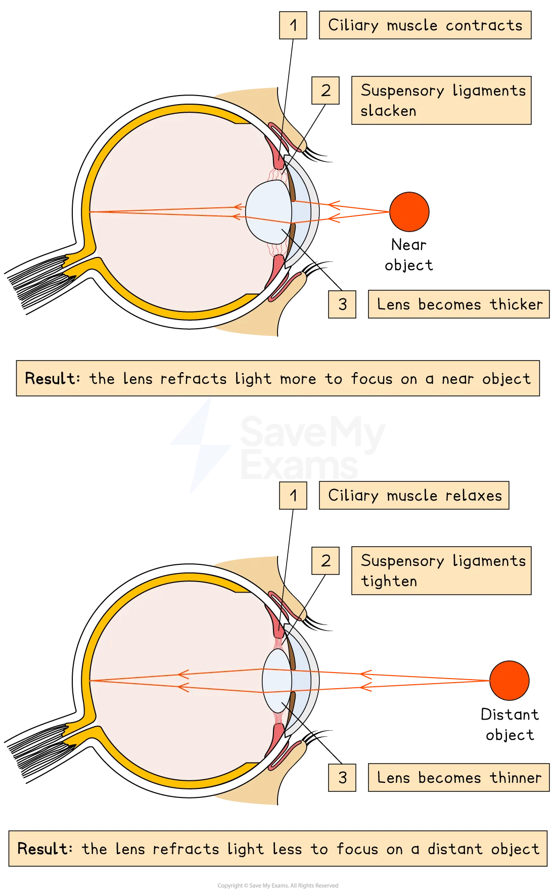 <p>Attached below and above the lens that aids in the dilation and contraction phases.</p>