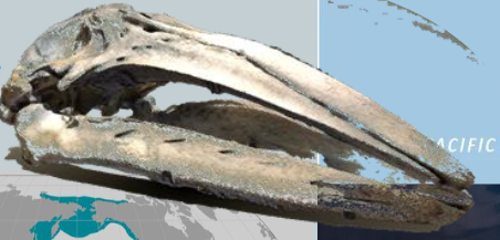 <p>Eschrichtius robustus</p>