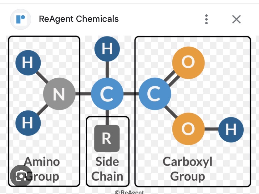 <p>NH2 and COOH must always connect with center Carbon</p><p>CH3CH(NH2)COOH</p>