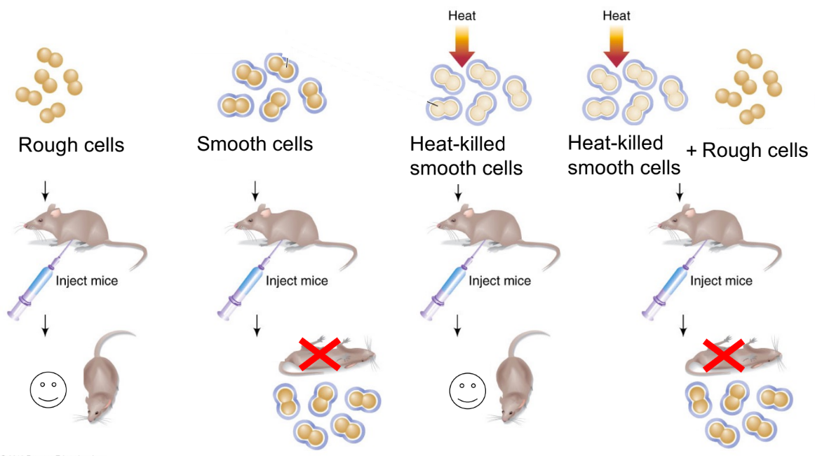 <p>discovered that <strong><u>a trait, like bacterial virulence (cause death/disease), can be transferred from cell-to-cell</u></strong></p><p>_</p><p><u>rough </u>bacteria is <u>non-virulent</u></p><ul><li><p>do NOT have polysaccharide “cloak”</p></li><li><p>are destroyed by the mouse immune system</p><ul><li><p>SO mice infected with R cells survive</p></li></ul></li></ul><p><u>smooth </u>bacteria is <u>virulent</u></p><ul><li><p>have polysaccharide “cloak”</p></li><li><p>sneak past the mouse immune system</p><ul><li><p>SO mice infected with S cells die</p></li></ul></li></ul><p>__</p><p>heat-killed smooth cells → mice <u>survive</u></p><ul><li><p>b/c heat-killed (dead) smooth cells are non-virulent</p><ul><li><p><strong><mark data-color="blue" style="background-color: blue; color: inherit;">heat kills bacteria</mark></strong></p></li><li><p><strong><mark data-color="blue" style="background-color: blue; color: inherit;">dead bacteria are non-virulent</mark></strong></p></li></ul></li></ul><p>dead smooth cells + live rough cells → mice <u>die</u></p><ul><li><p>b/c live smooth cells are recovered from the dead mouse</p><ul><li><p><strong><mark data-color="blue" style="background-color: blue; color: inherit;">dead cells can transfer their traits to live cells</mark></strong></p></li><li><p><strong><mark data-color="blue" style="background-color: blue; color: inherit;">^ virulence can be transferred from cell-to-cell</mark></strong></p></li></ul></li><li><p><u>SO something else is transmitted from S cells → R cells in order to change the virulence of R cells, which are </u><strong><u>CHROMOSOMES</u></strong></p><ul><li><p><strong><u><mark data-color="red" style="background-color: red; color: inherit;">genes shape traits, while chromosomes carry genetic info &amp; have both nucleic acids AND proteins</mark></u></strong></p></li></ul></li></ul><p></p>
