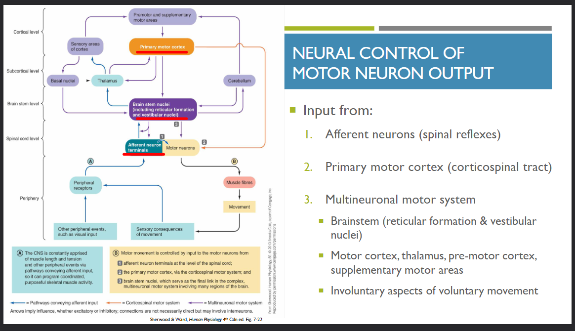 <p>consult the CNS cue cards for further details</p><p>alternatively heres the textbook:</p><p>“Three levels of input control motor-neuron output: </p><ul><li><p>1. Input from afferent neurons, usually through intervening interneurons, at the level of the spinal cord—that is, spinal reflexes (p. 107). </p></li><li><p>2. Input from the primary motor cortex. Fibres originating from neuronal cell bodies, known as pyramidal cells, within the primary motor cortex (p. 115) descend directly without synaptic interruption to terminate on motor neurons. These fibres make up the corticospinal (pyramidal) motor system.</p></li><li><p>3. Input from the brain stem as part of the multineuronal motor system. The pathways composing the multineuronal (extrapyramidal) motor system include a number of synapses that involve many regions of the brain (extra means “outside of”; pyramidal refers to the pyra midal system). The final link in multineuronal pathways is the brain stem, especially the reticular formation (p. 110), which in turn is influenced by motor regions of the cortex, the cerebellum, and the basal nuclei. In addition, the motor cortex itself is interconnected with the thalamus as well as with premotor and supplementary motor areas, all part of the multineuronal system.</p></li></ul><p></p>