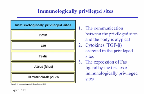 <ol><li><p>Immunological Ignorance</p><ul><li><p>antigen that immune system is unable to detect, doesn’t have access to it, or at low levels that receptors are unable to detect it</p></li><li><p>problem: if upregulated due to stimulus or released from unavailable tissue following tissue damage, leading to immune system lacking tools to deal with it</p></li></ul></li><li><p>Immunologically Privileged Sites</p><ul><li><p>sites where antigen is available, but presented in a way to deliberately induce tolerance</p></li><li><p>places where you wouldn’t want inflammation, because it likely leads to organismal death (brain, eye, testes, etc)</p></li><li><p>antigens and antigen presented cells within these tissues communicate differently compared to other cells</p><ul><li><p>presenting antigen in the eye induces general tolerance throughout the rest of the body</p></li><li><p>anti-inflammatory cytokines (TGF-beta) present in fluid of these regions, inducing tolerance in lymphocytes</p></li><li><p>tissues also express Fas ligand, which binds to Fas receptors, inducing apoptosis</p></li></ul></li></ul></li><li><p>Immune Suppression by Special T Cells</p><ul><li><p>regulatory T cells</p></li><li><p>3-day-old mice had their thymus removed, leading to multiorgan autoimmune disease</p></li><li><p>Regulatory T cells were missing</p><ul><li><p>CD4+ T cells that constitutively express CD25+ (alpha subunit of interleukin 2 receptor, which increases affinity for receptor)</p></li><li><p>upon stimulation, regulatory T cells do not produce IL-2 or typical T helper cytokines (IFN-gamma, IL-4, IL-17, etc), but instead secrete inhibitory cytokines IL-10 and TGF-beta; can also inhibit APC function (through cell-cell contact, convert APC from activating immune response to tolerizing them)</p><ul><li><p>without IL-2 → lose cells = generates autoimmunity</p></li><li><p>CD4+CD25+ T cells can block or even cure autoimmune disease in several animal models</p></li></ul></li></ul></li></ul></li><li><p>Activation-induced Cell Death (Fas/FasL)</p><ul><li><p>chronic stimulation of T cells results in upregulation of Fas receptor, leading to apoptosis</p></li></ul></li></ol><p></p>