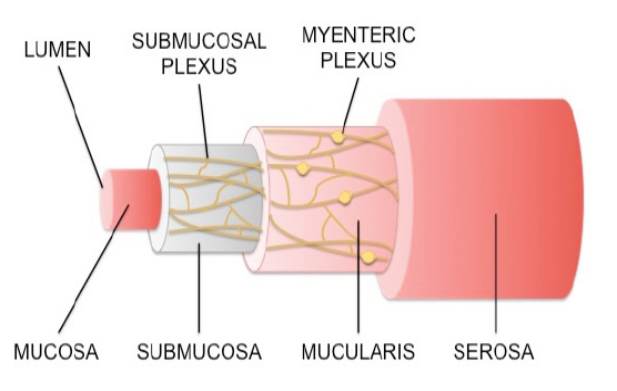 <ul><li><p>Third division of the ANS consisting of neuron plexuses (myenteric and submucosal) within the digestive tract walls.</p></li><li><p>Influenced by sympathetic and parasympathetic inputs, but can initiate and coordinate digestive reflexes independently without CNS input</p></li></ul><p></p>