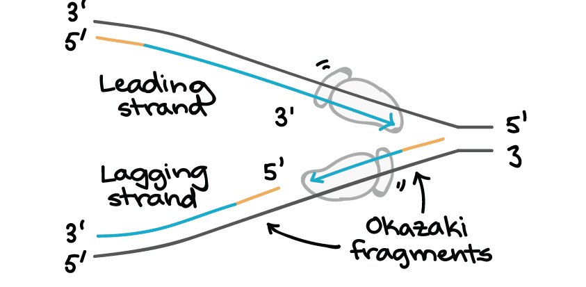 <p>5' to 3' direction only.</p>