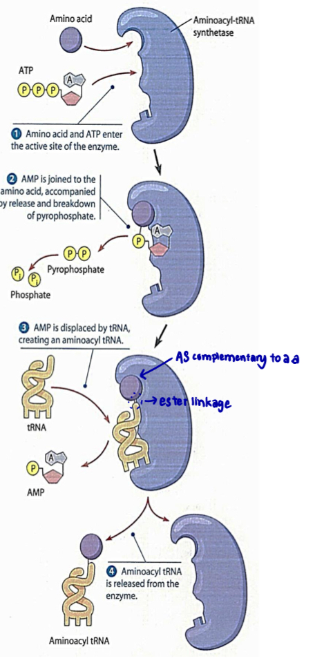 <ul><li><p>before a tRNA molecule can bring its amino acid to the ribosome, that amino acid must be <strong>attached covalently to the tRNA </strong></p><ul><li><p>enzyme responsible for linking a.a to their corresponding tRNAs —> <strong>aminoacyl-tRNA synthetases </strong></p></li></ul></li><li><p>cells produce <strong>20 different synthetase </strong>enzymes, <strong>one</strong> for <strong>each</strong> of the 20 distinct amino acids </p><ul><li><p>one particular synthetase enzyme attaches glycine to all tRNAs that recognise codons for glycine </p></li><li><p>each of the 20 different synthetase enzymes must recognise the<strong> specific anticodon on a tRNA</strong> as well as a <strong>specific amino acid</strong></p></li></ul></li><li><p>each of the 20 different synthetase enzyme <strong>covalently attaches </strong>a specific amino acid to the 3’ CCA stem of its appropriate set of <strong>tRNA</strong> molecules via an <strong>ester linkage</strong>, (between carboxyl group of a.a and 3’ OH of tRNA) forming <span style="color: blue;"><strong>aminoacyl-tRNA</strong></span>, requires hydrolysis of ATP (basically enzyme joins a.a to tRNA via ester linkage) </p><ul><li><p><strong>active site</strong> of each aminoacyl-tRNA synthetase must be <strong>complementary</strong> to <strong>3D conformation</strong> of the specific amino acid and<strong> specific anticodon sequence of the tRNA</strong> in order for them to <strong>bind</strong></p></li></ul></li><li><p>the resulting aminoacyl-tRNA is <strong>released</strong> from the synthetase enzyme and <strong>delivers its amino acid</strong> to a growing polypeptide chain on a ribosome </p></li></ul><p></p>