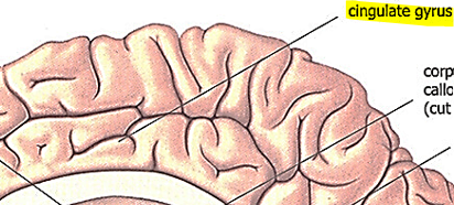 <p>Cingulate gyrus/cortex</p>