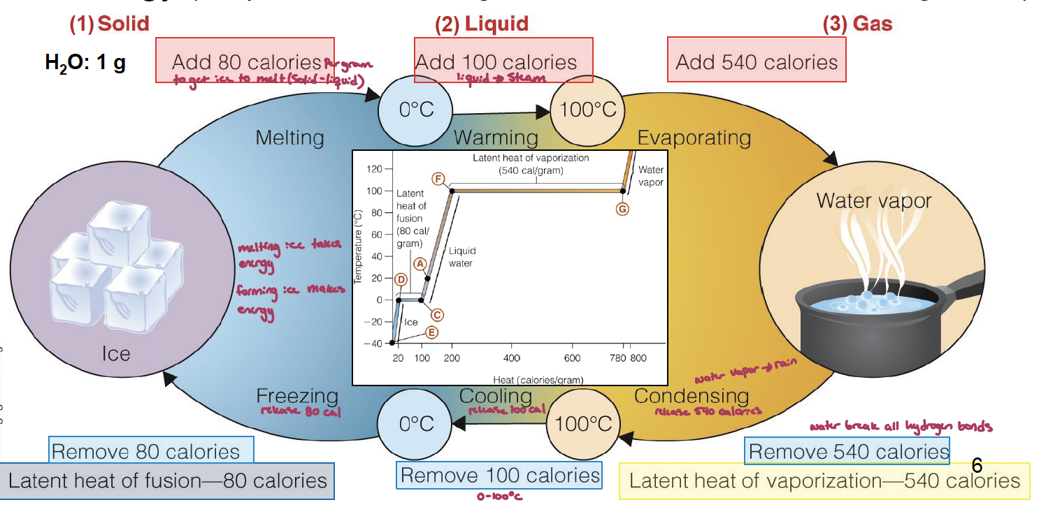 <p>covalent bonds hold two H atoms and one O together, this leads to polarity with asymmetrical positiove and negative sides, hydrogen bonds form between the negative and positive ends of water molecules (contributing to their solvent properties)</p><p>water is cohesive, leading to the ability of water molecules to stick to echother (surface tension)</p><p>what also has adhesive properties, the tendency of water molecules to stick to other substances</p><p></p><p>water has a high heat capacity (measure of the heat/claories required to raise the temp of one gram of a substance by 1°C) and resists changing temperature when heat is added/removed, helping to regulate thermal inter</p><p>land temperature ranges from -90 to 50°C (140°C range) while ocean lanes from -2 to 32°C (34°C range)</p><p></p><p>solid→liquid: add 80 calories</p><p>liquid→steam: add 100</p><p>liquid→gas: add 540</p><p>remove calories to go in opposite direction </p>