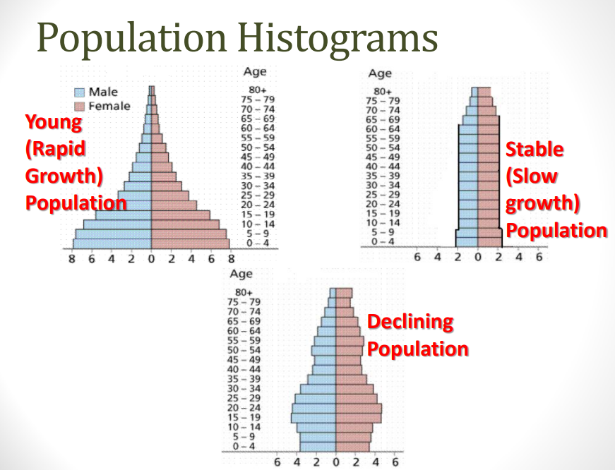 <p>useful for <strong>studying </strong>human populations to see <strong>trends </strong>and make <strong>predictions</strong></p><p><strong>double </strong>histograms: includes <strong>age </strong>and <strong>sex </strong>of a population</p><p>often <strong>pyramid</strong> shaped</p>