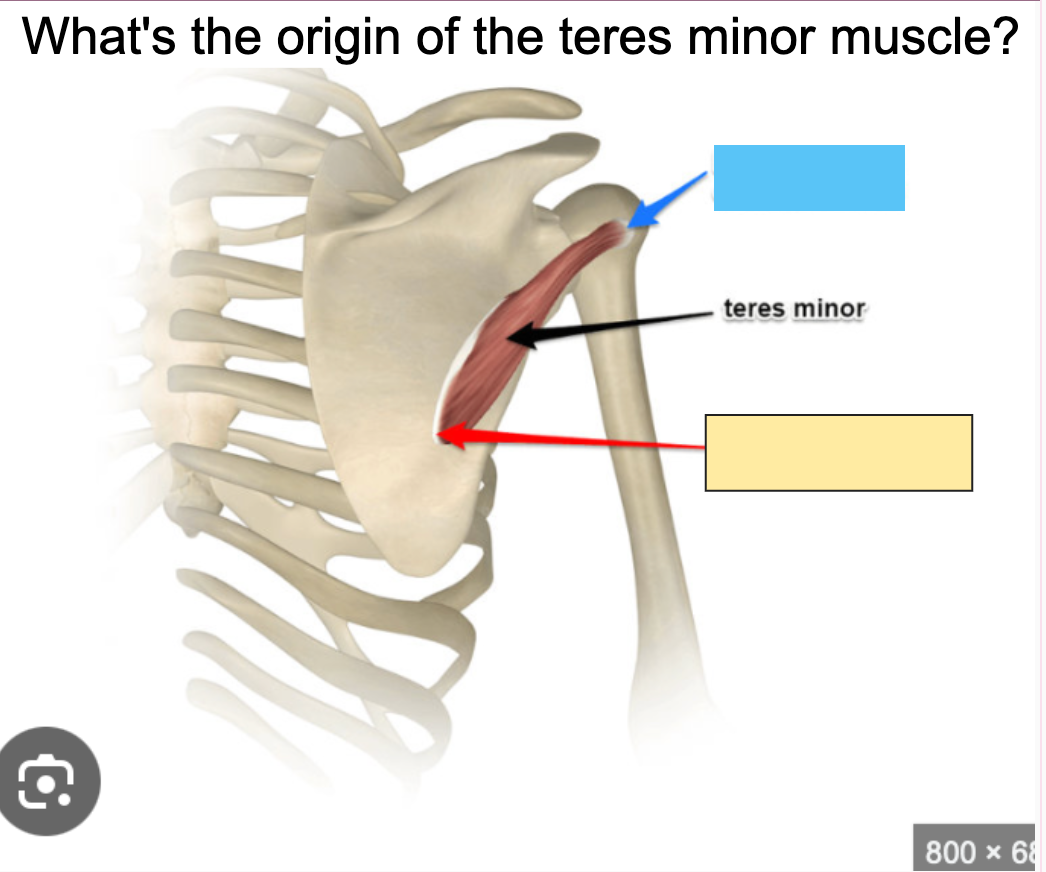 <p>What is the Teres minor <span style="color: rgb(214, 51, 51);"><strong>Origin</strong></span>?</p>
