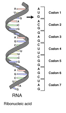<p>Codons do what?</p>