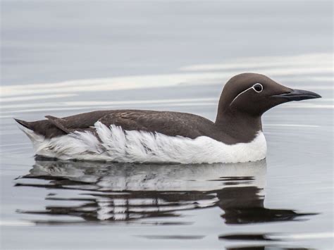 <p>Family: Alcidae</p>