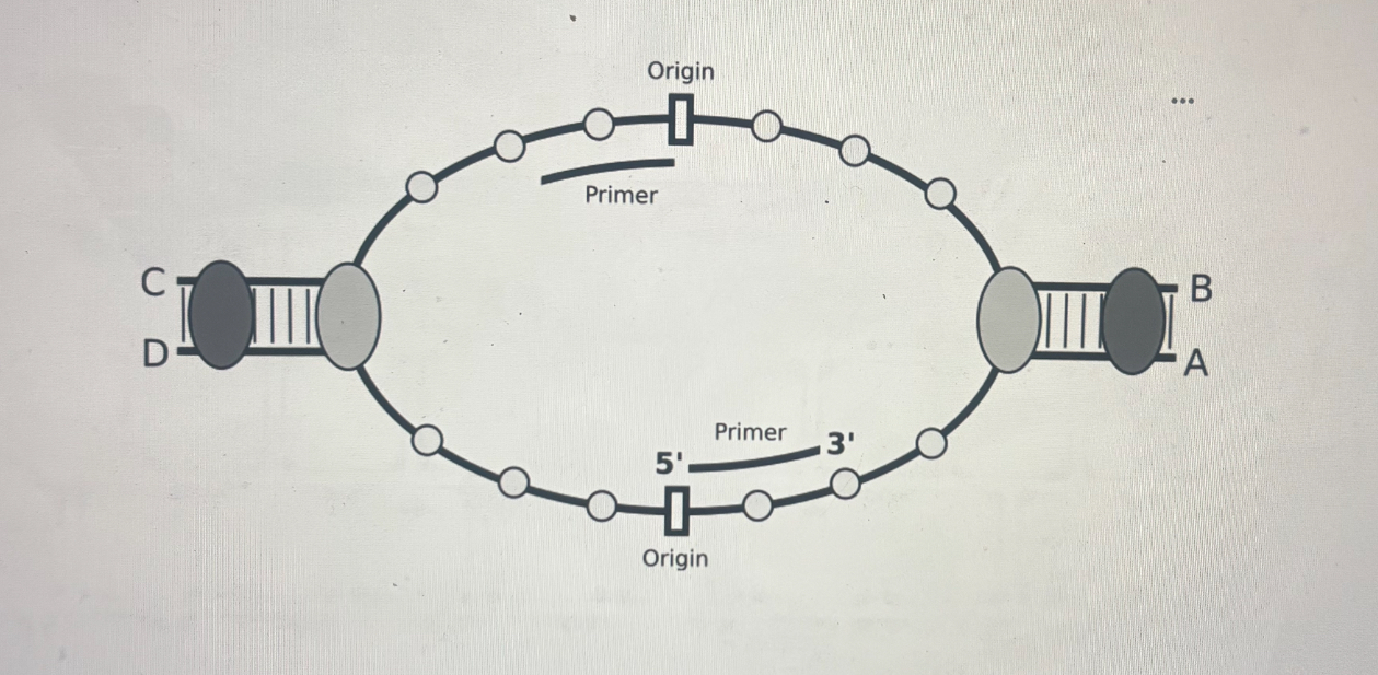 <p>Given the figure below, match the end (A,B,C,D) of each DNA strand with the correct polarity (5’ or 3’)</p>