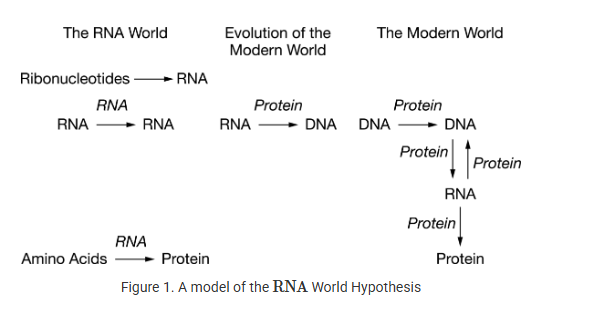 <p>One facet of the study of the origin of life focuses on the nature of the first genetic material. Figure 1 describes a possible scenario, known as the RNA World Hypothesis, that could have led to the evolution of our modern-day genetic material. This hypothesis states that the first genetic material was RNA, not DNA, and a transitional period led to the emergence of DNA as the storage molecule for genetic material.</p><p>A scientist wishes to provide experimental evidence to support the model shown in Figure 1 by demonstrating the ability to synthesize an RNA molecule. Which of the following is an alternative hypothesis that can be tested to support the RNA World Hypothesis?</p><p>A) A protein template that matches proteins found on the primitive Earth added to a mixture of deoxyribonucleotides will produce double-stranded DNA molecules.</p><p>B) Double strands of DNA placed in a harsh environment will unwind and form RNA molecules for long term information storage.</p><p>C) A pool of amino acids can spontaneously form into single-stranded RNA, which would then code for proteins.</p><p>D) A mixture of ribonucleotides such as adenine and uracil will spontaneously form single extended chains of RNA.</p>