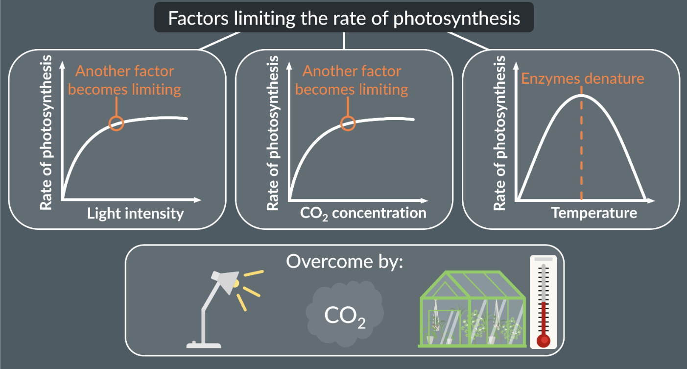 <p>-increased<em> light intensity</em> = increases photosynthesis because more light is absorbed into chlorophyll, more photoionisation and photolysis → more ATP and NADPH produced</p><p>-increased <em>CO2 concentration</em> = increases photosynthesis because more CO2 is available to convert RuBP into GP → light independent reaction occurs faster </p><p>-increase in <em>temperature</em> can increase rate of the enzyme rubisco in the light independent stage. however too high of an increase can cause the enzyme to denature and damage proteins in the ETC, which prevents the light dependent stage from functioning </p><p>to overcome these limiting factors, farmers use artificial light, CO2 waste and green housed with specific temperatures</p>