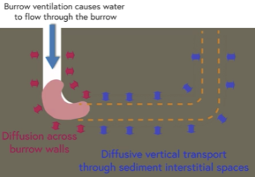 <p>Burrow ventilation causes water to flow through the burrow</p><p>Diffusion across burrow walls</p><p>Diffuse vertical transport through sediment interstitial space </p>