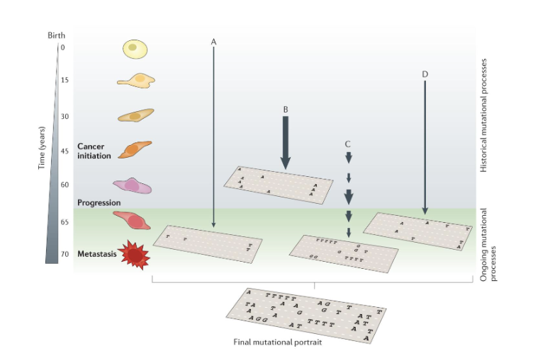 <ul><li><p>mutations can come from diff sources</p></li><li><p>we assign mutation to diff mutation signatures</p></li></ul><p></p>