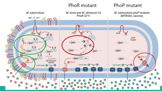 <p>Regulon <br>= <span>het totale pakket aan genen dat door 1 regulator wordt aangestuurd Verschillen in dit regulon bepalen hoe ziek je van de bacterie wordt</span></p><p></p><ol><li><p><span><strong><em>Mycobacterium tuberculosis</em> (Wildtype - Links):</strong></span> Heeft een perfect werkend PhoP/Q-systeem. Zodra hij in het fagosoom zit, activeert PhoP twee cruciale zaken:</p></li></ol><ul><li><p>De productie van speciale vetten (<span><strong>lipids of outer membrane</strong></span>) die de bacterie beschermen.</p></li><li><p>Het <span><strong>Esx-1 secretiesysteem</strong></span>. Dit is een specifieke moleculaire pomp waarmee de bacterie gaten boort in het fagosoom om te ontsnappen naar het cytoplasma (<span><em>used to escape phagosme</em></span>).</p></li></ul><p></p><ol start="2"><li><p><span><strong><em>Mycobacterium bovis</em> / BCG-vaccin (Midden en Rechts):</strong></span> * <span><em>M. bovis</em></span> (verwekker van runder-tbc) heeft een natuurlijke mutatie in zijn sensor (<span><strong>PhoR/Q mutant</strong></span>), waardoor het systeem veel minder goed werkt (midden).</p></li></ol><ul><li><p>De mens gemaakte <span><strong>MTBVAC vaccin-stam</strong></span> (rechts) is een tbc-bacterie waarin wetenschappers het <span><em>phoP</em></span>gen bewust kapot hebben gemaakt (<span><strong>PhoP mutant</strong></span>). Omdat PhoP ontbreekt, kan de bacterie het Esx-1 secretiesysteem niet aanzetten (het rode kruis). Hij kan <span><em>niet</em></span> uit het fagosoom ontsnappen, richt geen schade aan, maar traint wel veilig jouw immuunsysteem!</p></li></ul><p></p>