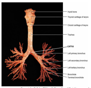 <p>Lower Respiratory Tract </p>